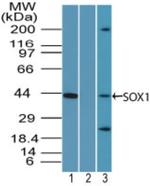 SOX1 Antibody in Western Blot (WB)