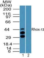 Rhox13 Antibody in Western Blot (WB)