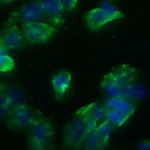 STING Antibody in Immunocytochemistry (ICC/IF)