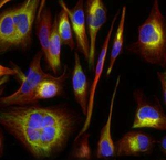 STING Antibody in Immunocytochemistry (ICC/IF)