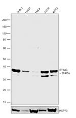 STING Antibody in Western Blot (WB)