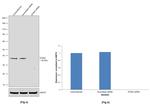 STING Antibody in Western Blot (WB)