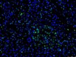 GATA4 Antibody in Immunohistochemistry (Paraffin) (IHC (P))