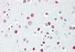 GATA4 Antibody in Immunohistochemistry (Paraffin) (IHC (P))