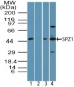 SPZ1 Antibody in Western Blot (WB)