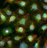 OCT1 (POU2F1) Polyclonal Antibody