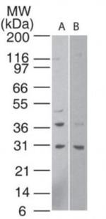 HTRA1 Antibody in Western Blot (WB)