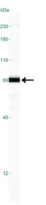 HTRA1 Antibody in Western Blot (WB)