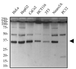 CDX2 Antibody in Western Blot (WB)