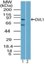 DVL1 Polyclonal Antibody