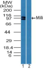 PIWIL2 Antibody in Western Blot (WB)