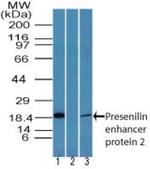 PEN2 Polyclonal Antibody