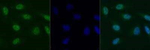 Histone H2A.X Antibody in Immunocytochemistry (ICC/IF)