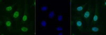 Histone H2A.X Antibody in Immunocytochemistry (ICC/IF)