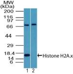 Histone H2A.X Antibody in Western Blot (WB)