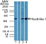 RUVBL1 Antibody in Western Blot (WB)