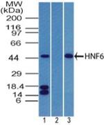 HNF6 Antibody in Western Blot (WB)