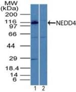 NEDD4 Polyclonal Antibody