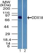 DDX18 Antibody in Western Blot (WB)