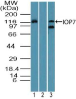 Importin 7 Antibody in Western Blot (WB)