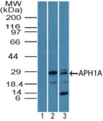 APH1 Polyclonal Antibody