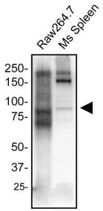 TRIF Antibody in Western Blot (WB)