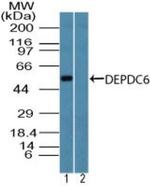 DEPDC6 Polyclonal Antibody