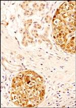 FBXO9 Antibody in Immunohistochemistry (Paraffin) (IHC (P))