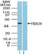 FBXO9 Antibody in Western Blot (WB)