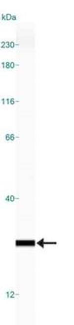 TMEM26 Antibody in Western Blot (WB)