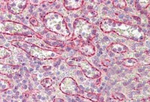 NUMB Antibody in Immunohistochemistry (Paraffin) (IHC (P))