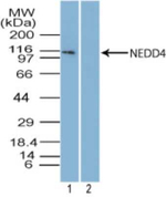 NEDD4 Polyclonal Antibody
