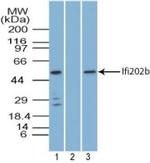 Ifi202 Polyclonal Antibody