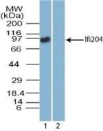 Ifi204 Antibody in Western Blot (WB)