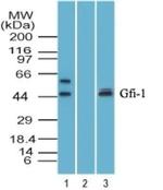GFI1 Antibody in Western Blot (WB)