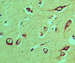 NLRX1 Polyclonal Antibody