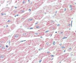 NLRX1 Antibody in Immunohistochemistry (Paraffin) (IHC (P))