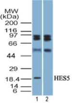HES5 Antibody in Western Blot (WB)
