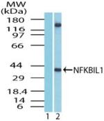 NFKBIL1 Polyclonal Antibody