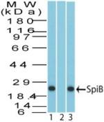 SPIB Polyclonal Antibody