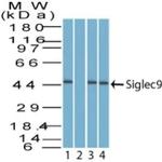 SIGLEC9 Polyclonal Antibody