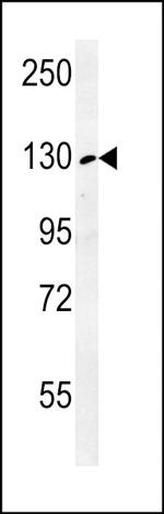 RTL1 Antibody in Western Blot (WB)