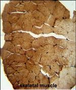 SLC35B2 Polyclonal Antibody