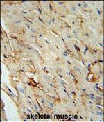 SCARA5 Polyclonal Antibody