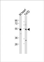 SCARA5 Antibody in Western Blot (WB)