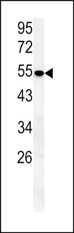 SLC43A2 Polyclonal Antibody