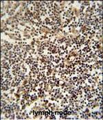 LAPTM5 Polyclonal Antibody