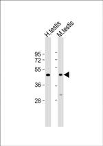 Seipin Antibody in Western Blot (WB)