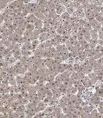 Cyclin Y Antibody in Immunohistochemistry (Paraffin) (IHC (P))