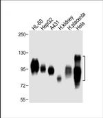 CD98 Antibody in Western Blot (WB)